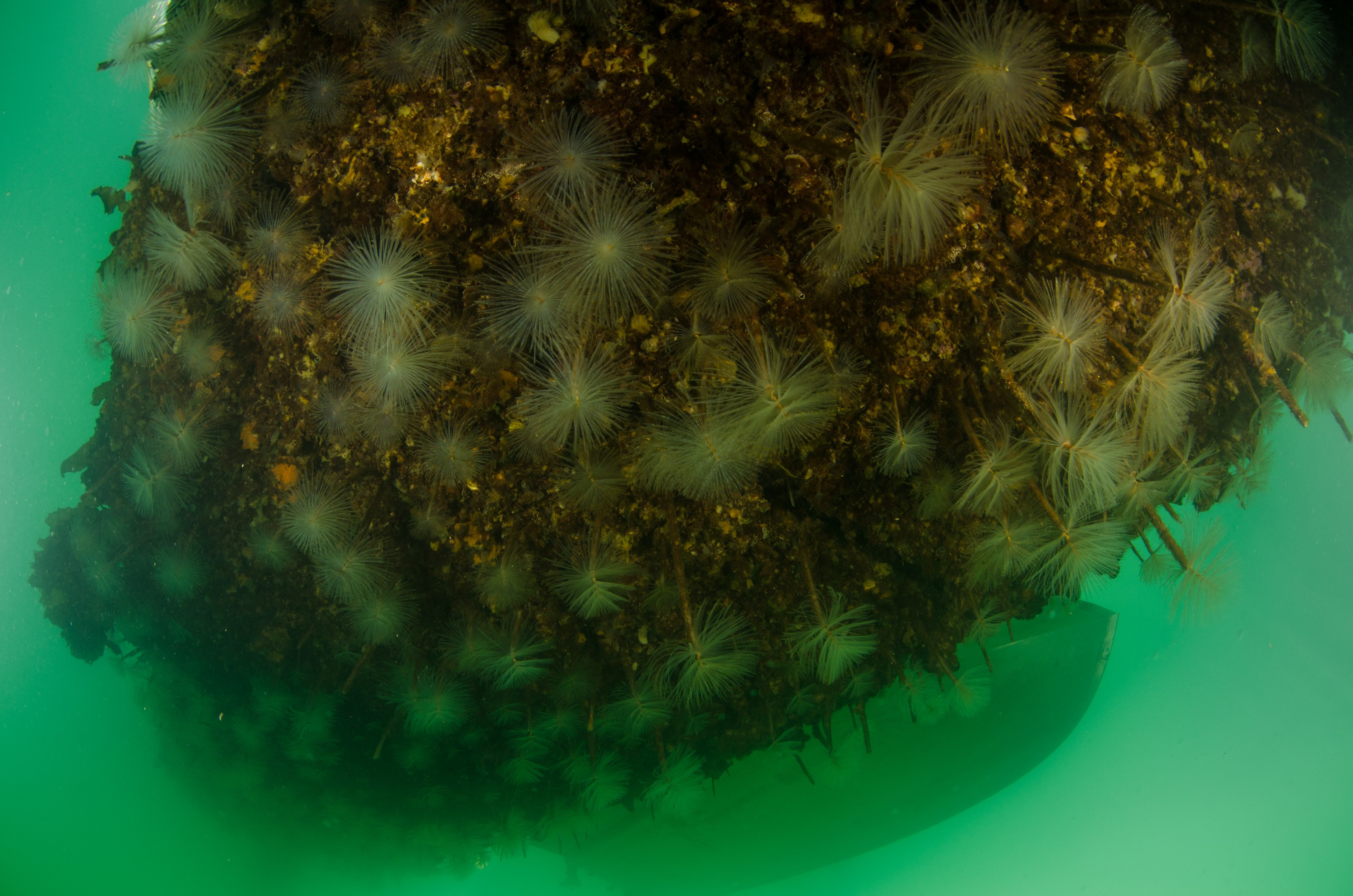 DSC_2979 – Mediterranean, fanworm, Sabella, spallanzanii, marine, pest, Auckland, underwater, crispin, nz, new, zealand, new zealand, fan, worm, marine, pest, invasive, Biosecurity